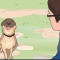 Communiquez avec vos animaux de compagnie