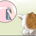 Traiter la conjonctivite chez le chat