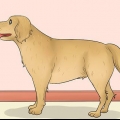 Mesurer la longueur d'un chien