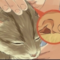 Nettoyer les oreilles de votre chat