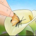 Réparer une aile de papillon
