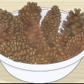 Conserver les pommes de pin