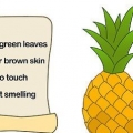 Faire pousser un ananas