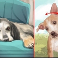 Traiter un avc chez le chien