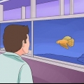 Aider un poisson betta à vivre plus longtemps