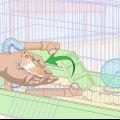 Enseigner des tours à un hamster