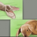 Avoir un lapin bélier comme animal de compagnie
