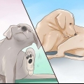 Vérifier un chien pour la teigne