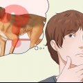 Faire grossir un chien