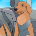 Calmer un chien nerveux en voiture