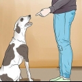 Punir un chien