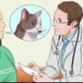 Médicamenter un chat
