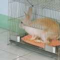 Prendre soin d'un lapin