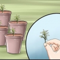 Partager un plant de lavande