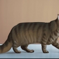 Identifier un maine coon