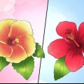Hivernage d'un hibiscus vivace