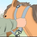 Gréer un cheval