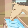 Nourrir un cheval