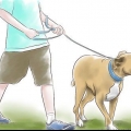 Élever un pitbull