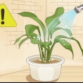 Sauver une plante trop arrosée