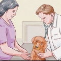 Vermifuger un chiot