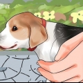 Prendre un chiot