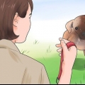 Apprendre à un chiot à marcher en laisse