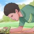 Caresser une tortue