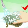 Laver une tortue