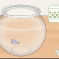 Nettoyage d'un bocal d'un poisson combattant siamois