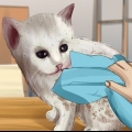 Laver un chaton orphelin