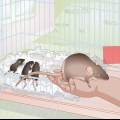 Sauver un bébé souris sauvage