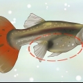 Découvrez si votre guppy est enceinte