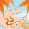 Germination des graines d'érable