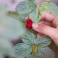 Distinguer les framboises et les mûres les unes des autres