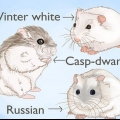 Élevage de hamsters