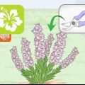 Tailler les plantes de bruyère