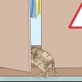 Reconnaître qu'un chat va accoucher
