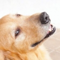 Laissez votre chien se rafraîchir