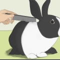Lave ton lapin