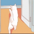 Encourager votre nouveau chat à arrêter de se cacher