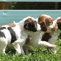 Baigner votre chiot