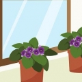Prendre soin de la violette du cap