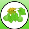 Séchage des gourdes