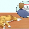 Aider les chats à dormir à l'heure du coucher