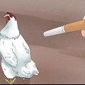 Gardez les poulets à l'extérieur