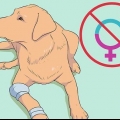 Élevage de labradors