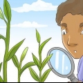 Partage et transplantation de lys