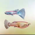 Identifier les guppys mâles et femelles