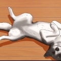 Caresser le ventre d'un chien